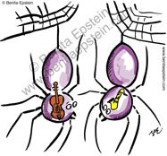 natural history cartoon 1209